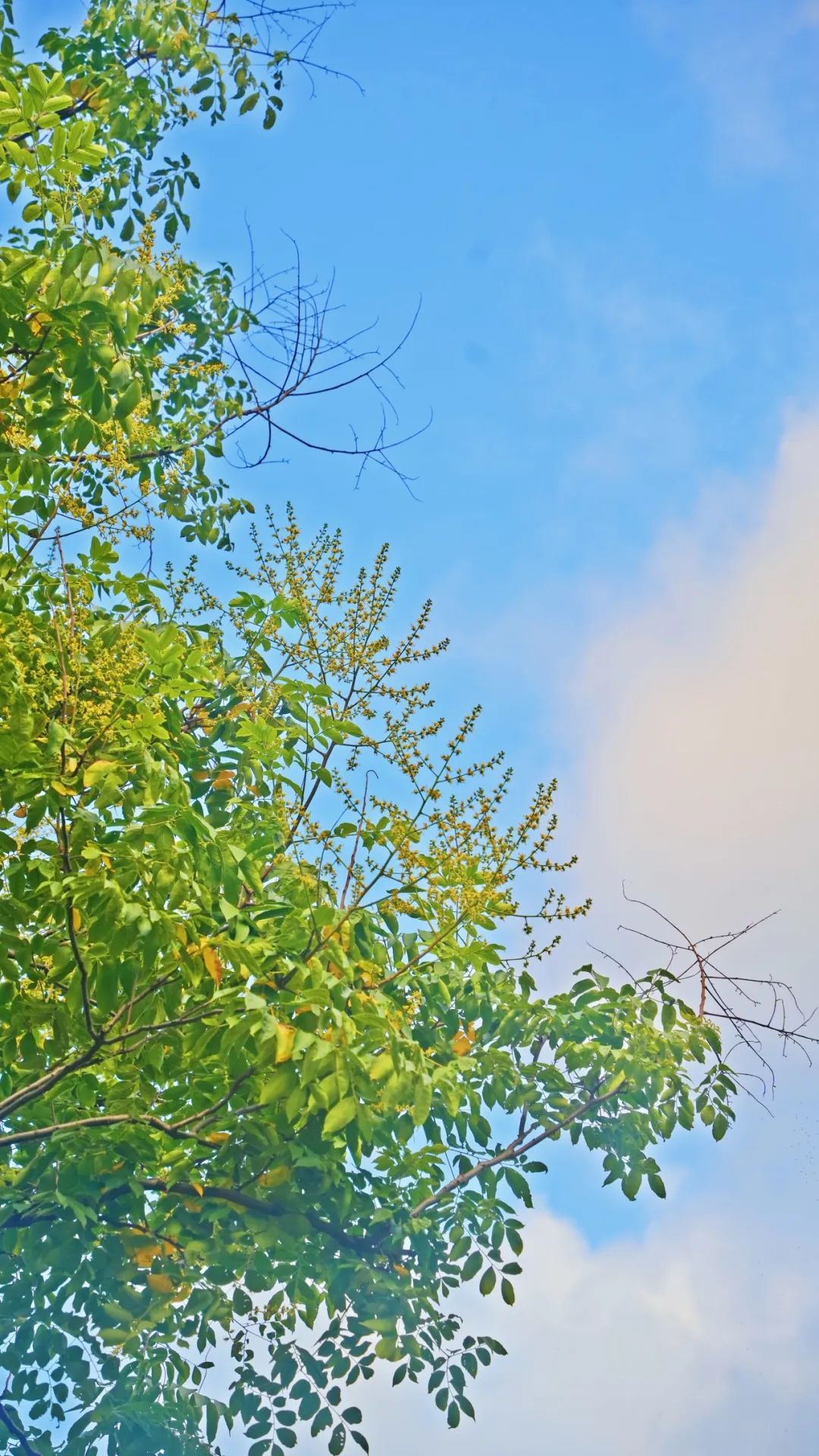 24104345gl4d.jpg