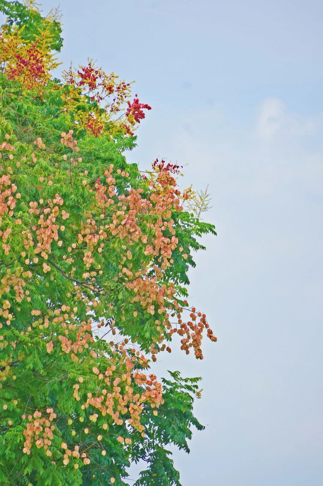 24104343frml.jpg